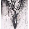 Tulip I, 1985, 21.5 x 16 inches, intaglio